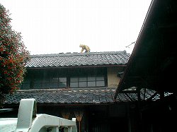 PA08taihuu1.jpg